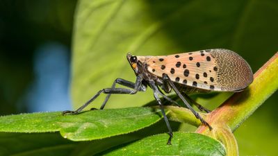 7 ways to get rid of spotted lanternflies