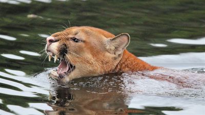 Watch mountain lion swim across a Colorado river