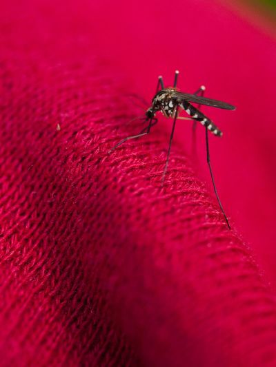 First locally acquired case of malaria reported in Maryland after 40 years