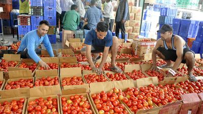 Tomato prices cooling down with fresh arrival; retail prices in range of ₹50-70 per kg now: Government