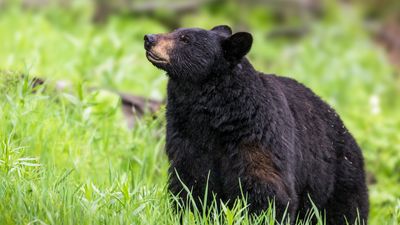 Squamish hiker fights off aggressive black bear with a piece of lumber