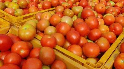 Tomato crisis ends for buyers but begins for farmers