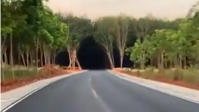 Brain exercise: A dark tunnel or a green forest, what did you see here?