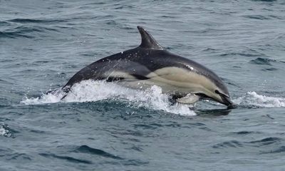 Rare hybrid dolphins spotted off Cornish coast