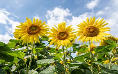 Sunflower field owners are begging tourists to stop taking off their clothes