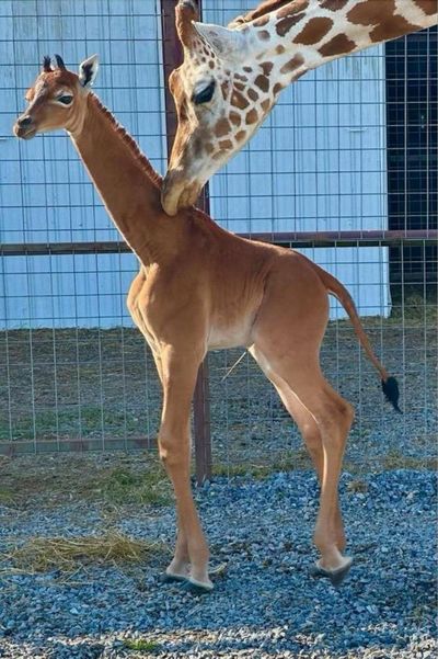 Spotless giraffe, thought to be only one in world, born at Tennessee zoo