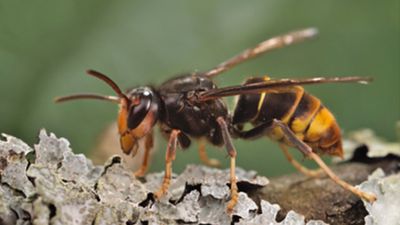 Invasive yellow-legged hornets spotted in US for 1st time
