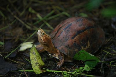 A salmonella outbreak is being linked to pet turtles