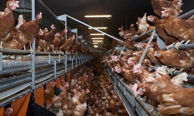 Overhaul poultry farming to tackle spread of bird flu, urge campaigners