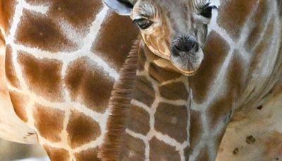 It’s a girl! Brookfield Zoo welcomes baby giraffe