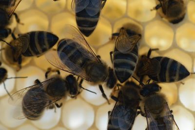 Arizona golf course worker stung 2,000 times after encountering beehive