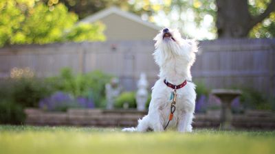 Trainer shares how to stop your dog barking in the garden and it’s great for making them feel calmer and happier