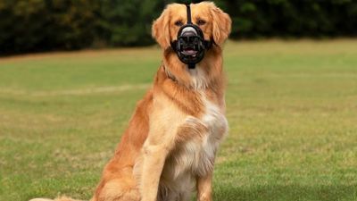 Take the stress out of applying a muzzle to an aggressive dog in three simple steps
