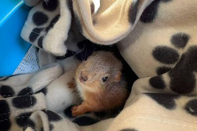 Baby squirrel rescued after 'sleeping under a chicken for several days'