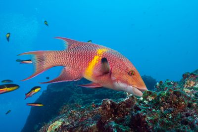 The color changing magic of the hogfish