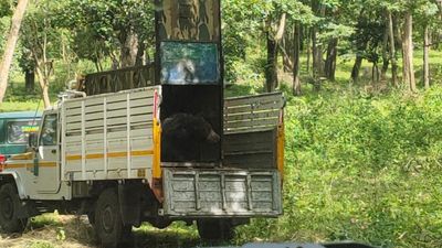 Sloth bear trapped in the Nilgiris, relocated