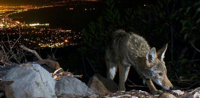 Policy framework for coexisting with wolves, bears and mountain lions could benefit both people and the environment