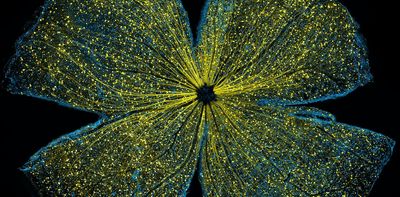 Seeing what the naked eye can't − 4 essential reads on how scientists bring the microscopic world into plain sight