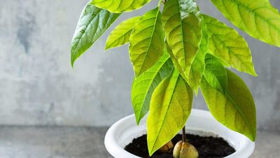 How to prune avocado trees – top tips for healthy houseplants