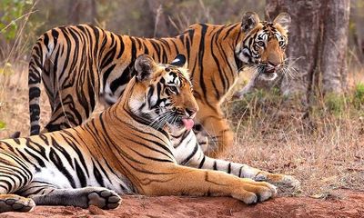 Rajasthan gets fifth tiger reserve as NTCA gives nod to Dholpur-Karauli reserve