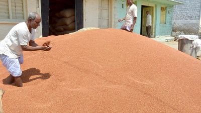 Red gram price reaches ₹12,123 per quintal, for an all-time high in Kalaburagi