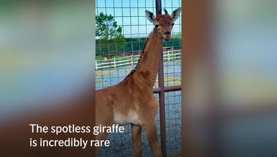 Rare spotless giraffe born