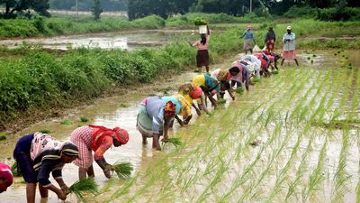 Centre plans to procure 521 lakh tonnes rice this kharif