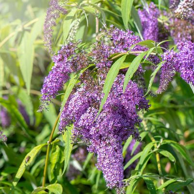 When to cut buddleja back if you love your perfect purple blooms