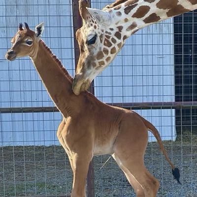 A rare spotless giraffe was born in a Tennessee zoo