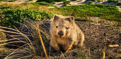 Disease in the dirt: how mange-causing mites decimated a Tasmanian wombat population