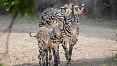 Lincoln Park Zoo celebrates the birth of an endangered zebra