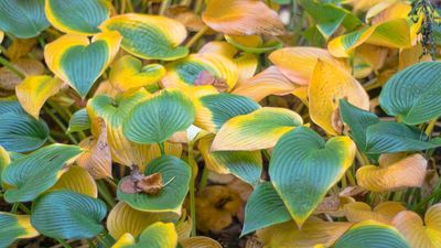 Why are my hostas turning yellow? The reasons and solutions explained