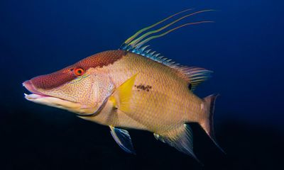 Hogfish can use their skin to ‘see’ what colour they are, say scientists