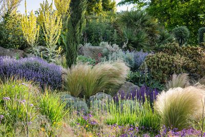 When should I prune lavender? How to cut it back for beautiful flowers that keep on blooming