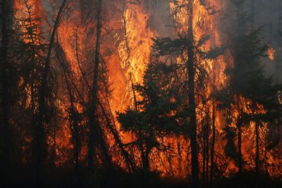 How to survive a future of wildfires