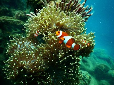 Coral Reefs May Not Be As Vulnerable To Climate Change As Previously Thought