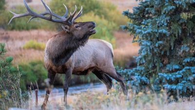 Careless Rocky Mountain tourists learn just how high a bull elk can jump