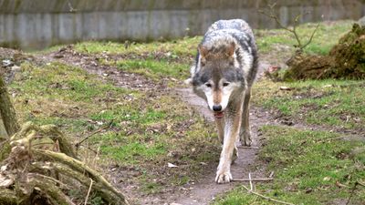 Watch Yellowstone wolves bring “toys” to their pups