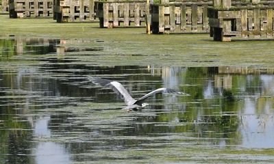 Lough Neagh ‘dying in plain sight’ due to vast algal blooms