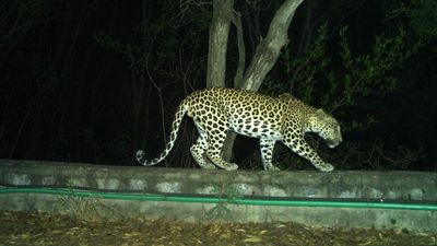 Leopard trapped in 50 of 300 camera traps installed in Tirumala forest of Andhra Pradesh