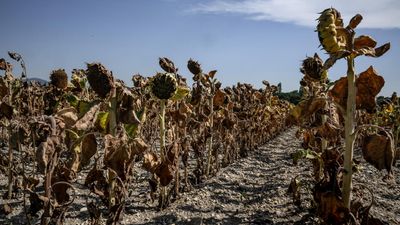 No respite for fragile ecosystems as late-summer heatwave pummels France