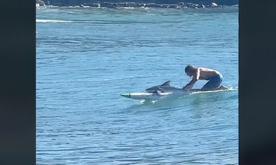 Watch: Surfer in Australia rides wave with large shark on board