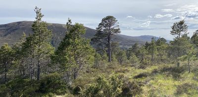 Trees discovered at record-breaking altitudes highlight why we should restore Scotland's mountain woodland