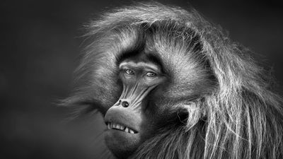 Picture-perfect primate wins top prize in Black and White Photo Awards