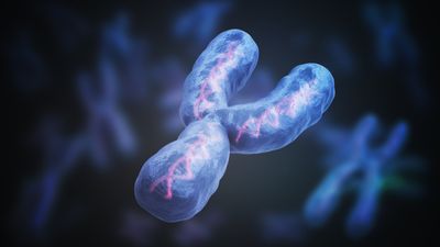 The human Y chromosome has finally been fully sequenced, 20 years after the 1st draft
