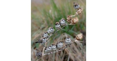 Canberran's birdlife photo goes viral