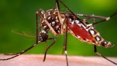Suburban Cook County resident first human Illinois West Nile virus-related death of 2023