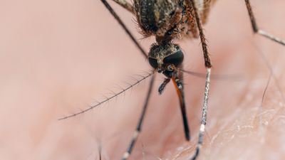 Rare mosquito-borne disease that can infect the brain sickens 2, kills 1 in Alabama