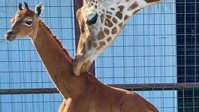 'World's rarest' giraffe born without spots at Tennessee zoo