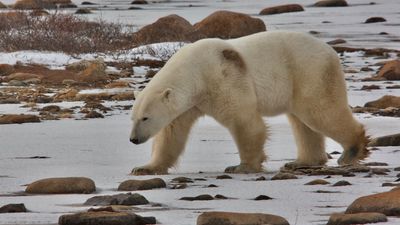 'Polar bear capital of the world' soon to be overrun with record number of bears due to shifting sea ice